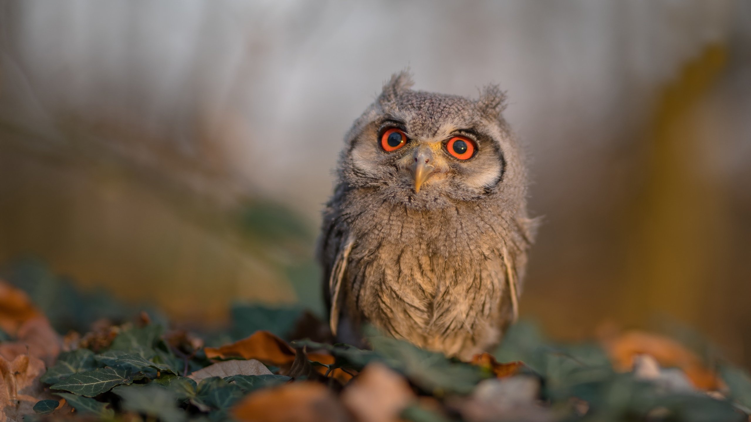 统治者的黄昏，迈凯伦如何在最后弯道篡写王座新章