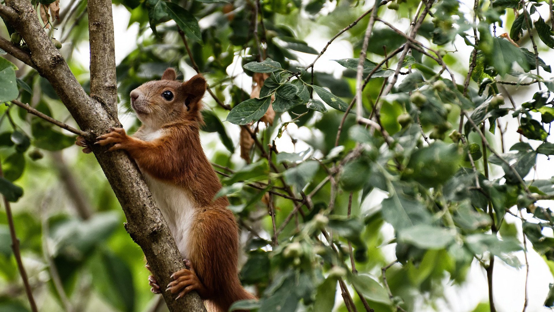 银箭风暴再临,诺里斯人车合一击碎威廉姆斯复兴梦