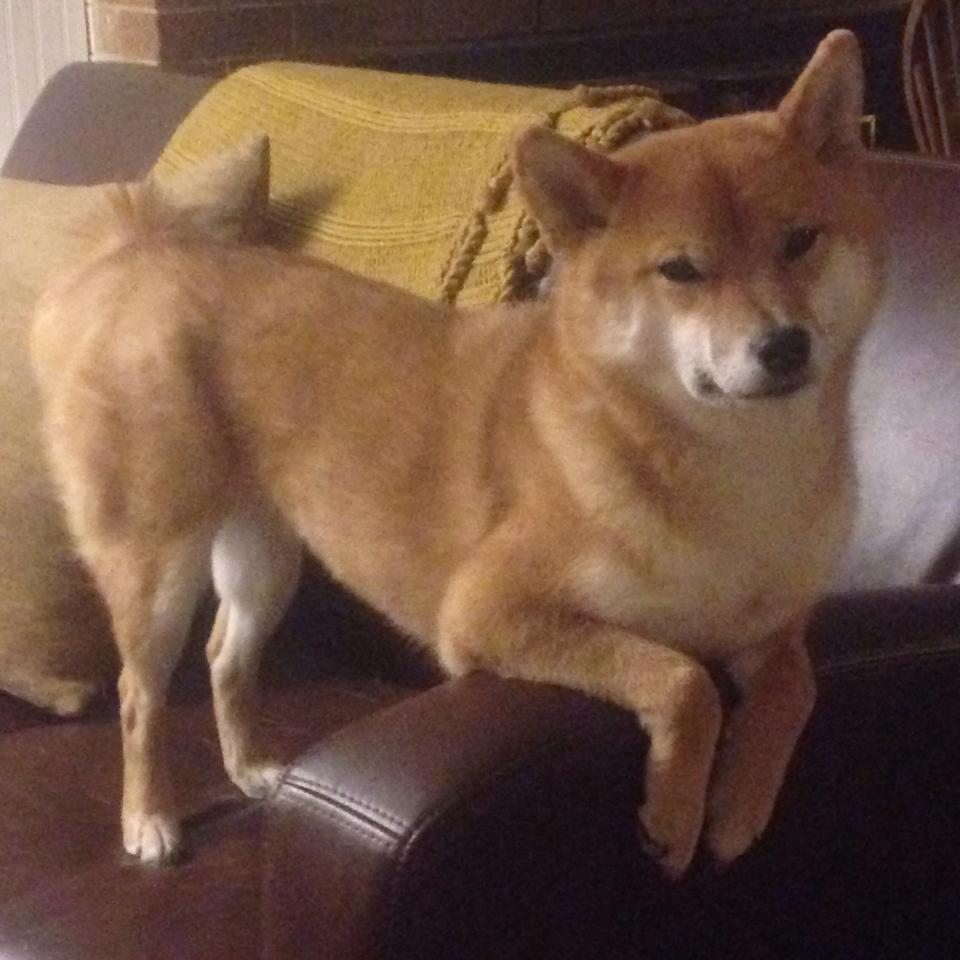 唯一性的注解，国际米兰历史首次五球完胜波兰球队，伊布倒钩破门惊艳四座改写足球记忆