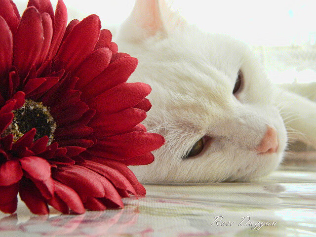 南十字星闪耀，新西兰硬仗击退袋鼠军团，加克波里程碑之夜铸就历史