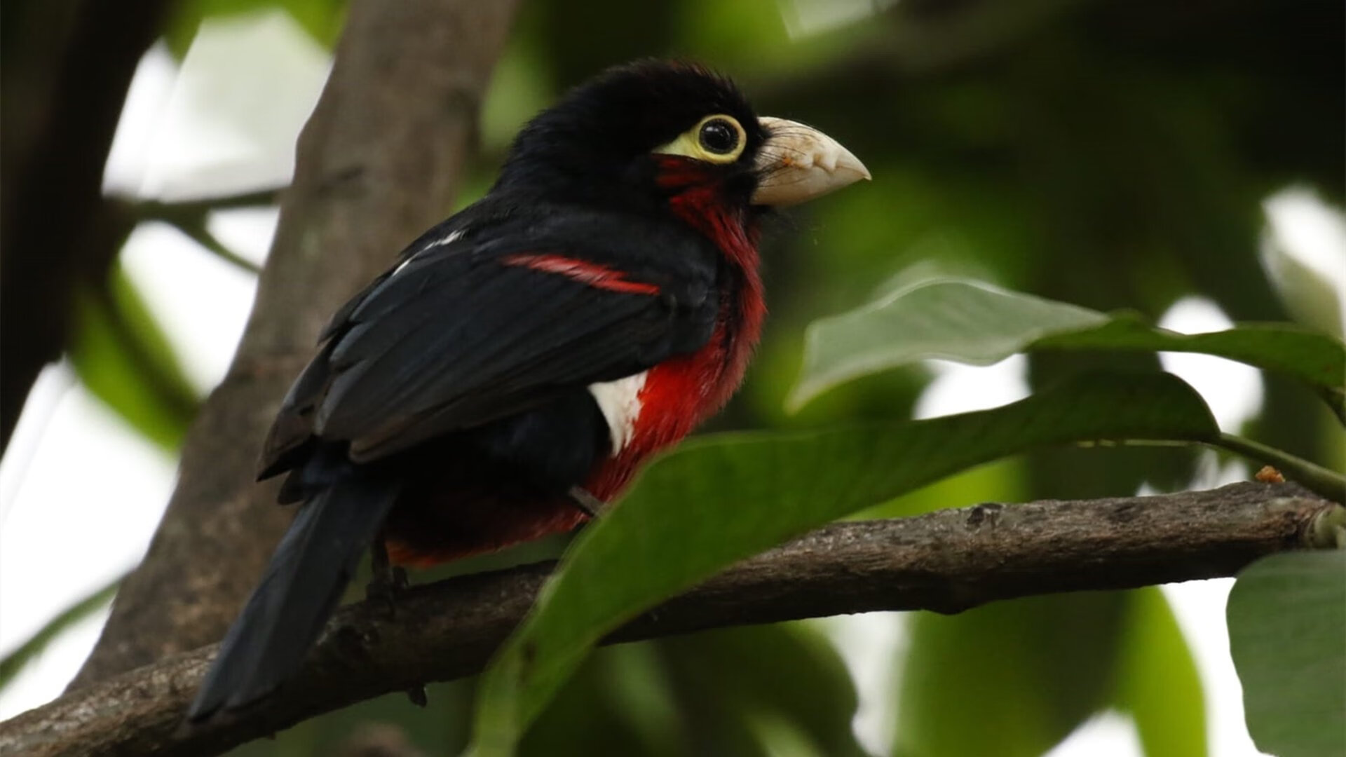 孤本传奇，姆巴佩数据爆炸夜映照德甲巅峰对决