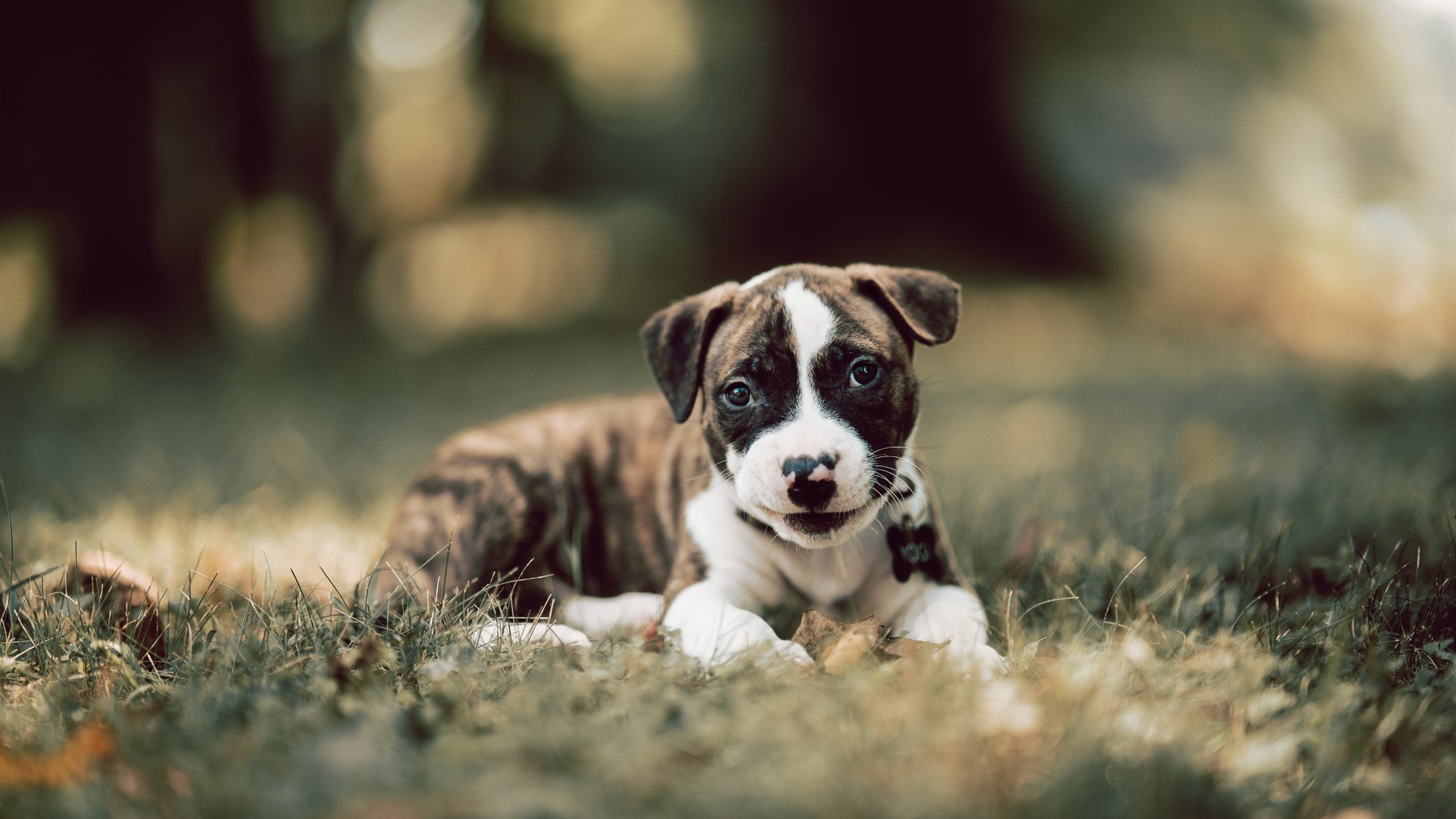 哈弗茨之战，对阵那不勒斯的夜晚，他如何重新定义自己的阿森纳生涯