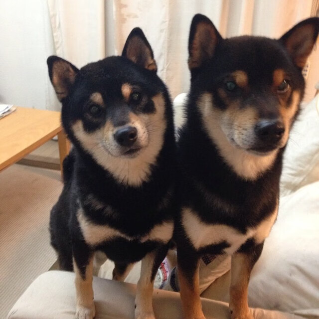 冰与火之歌,奥运周期关键战之夜,欧文如何用攻防两端统治定义唯一性