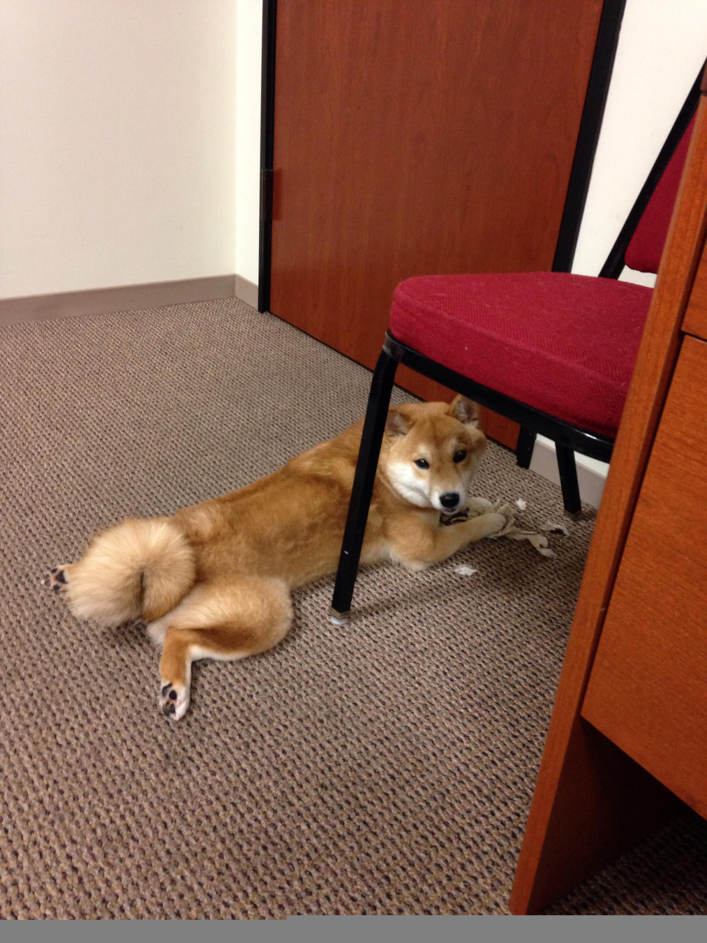 提前开香槟的暗喻,当湖人掐灭火箭希望,奥运周期的硝烟已然升起