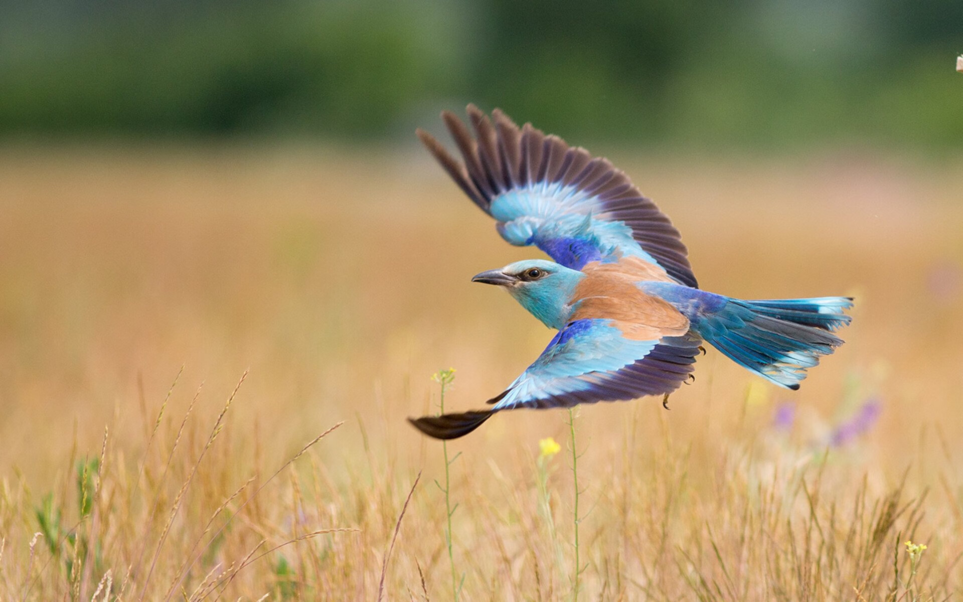 提前开香槟的暗喻,当湖人掐灭火箭希望,奥运周期的硝烟已然升起