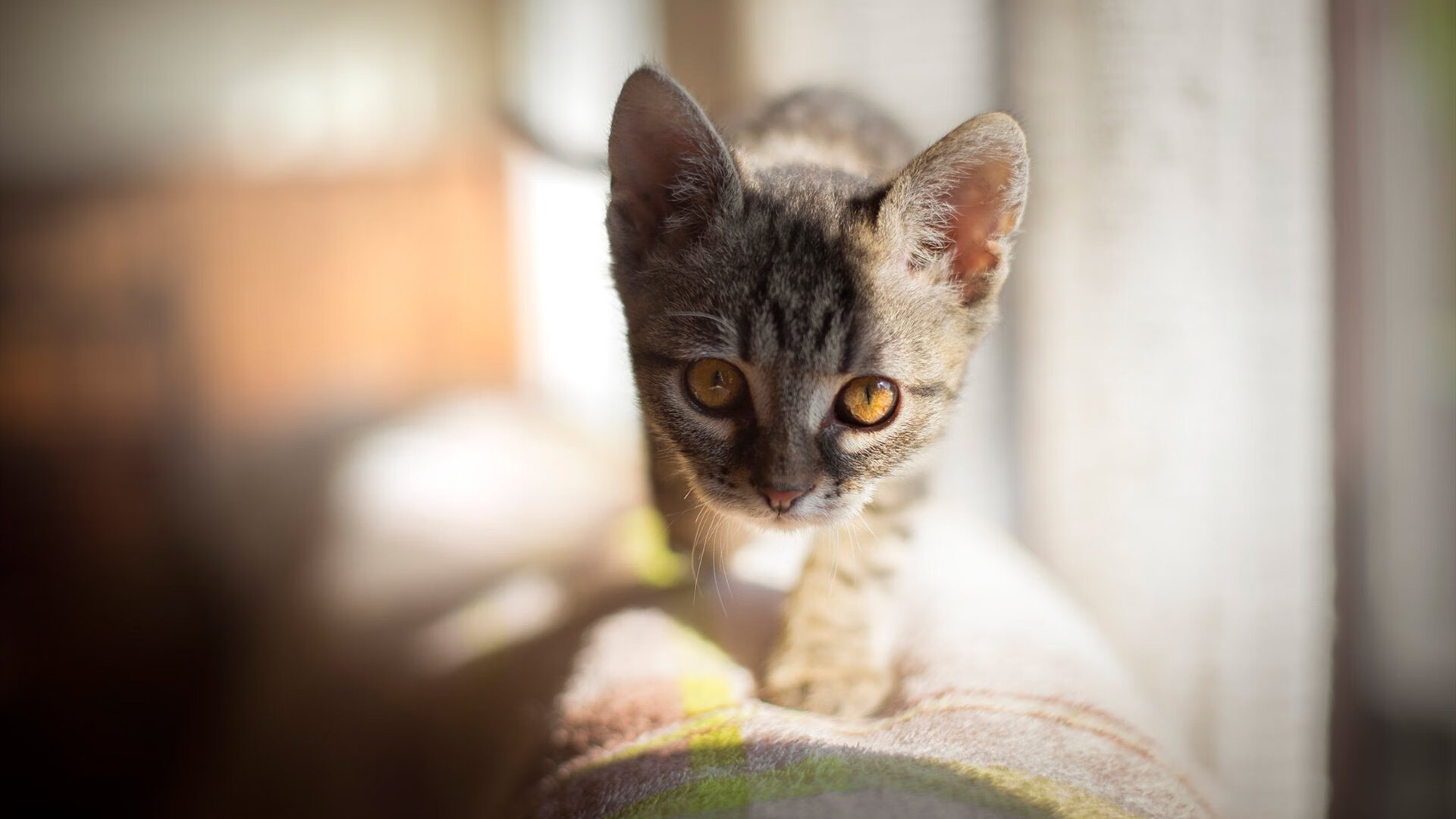 冷门之巅，当库尔图瓦的十指关，扼住德国战车的钢铁洪流