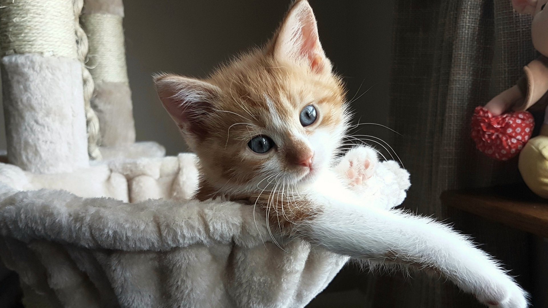 库里一箭穿天山,当NBA三分雨浇灌西域戈壁
