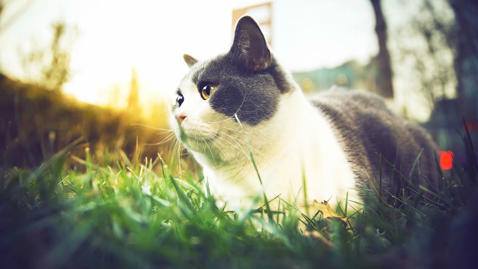 安菲尔德的香槟，巴黎的枪声，劳塔罗一枪破碎红军三冠梦