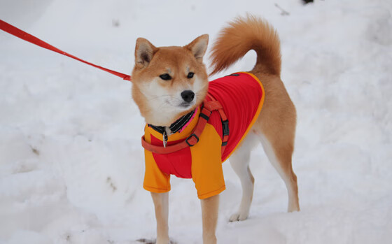 英格拉姆末节神迹击碎纽约！步行者黑马之路靠他单骑闯关