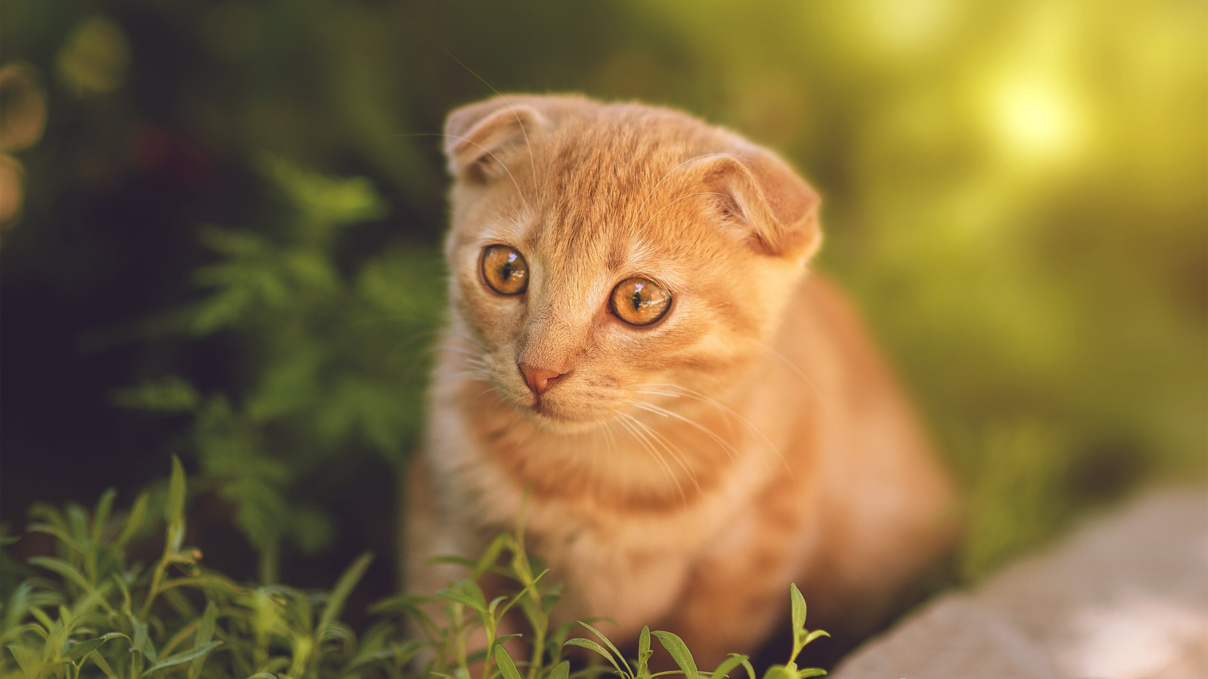沙漠风暴中的奥运转折点，美国如何斩落沙特，引爆奥运周期最关键的棋局