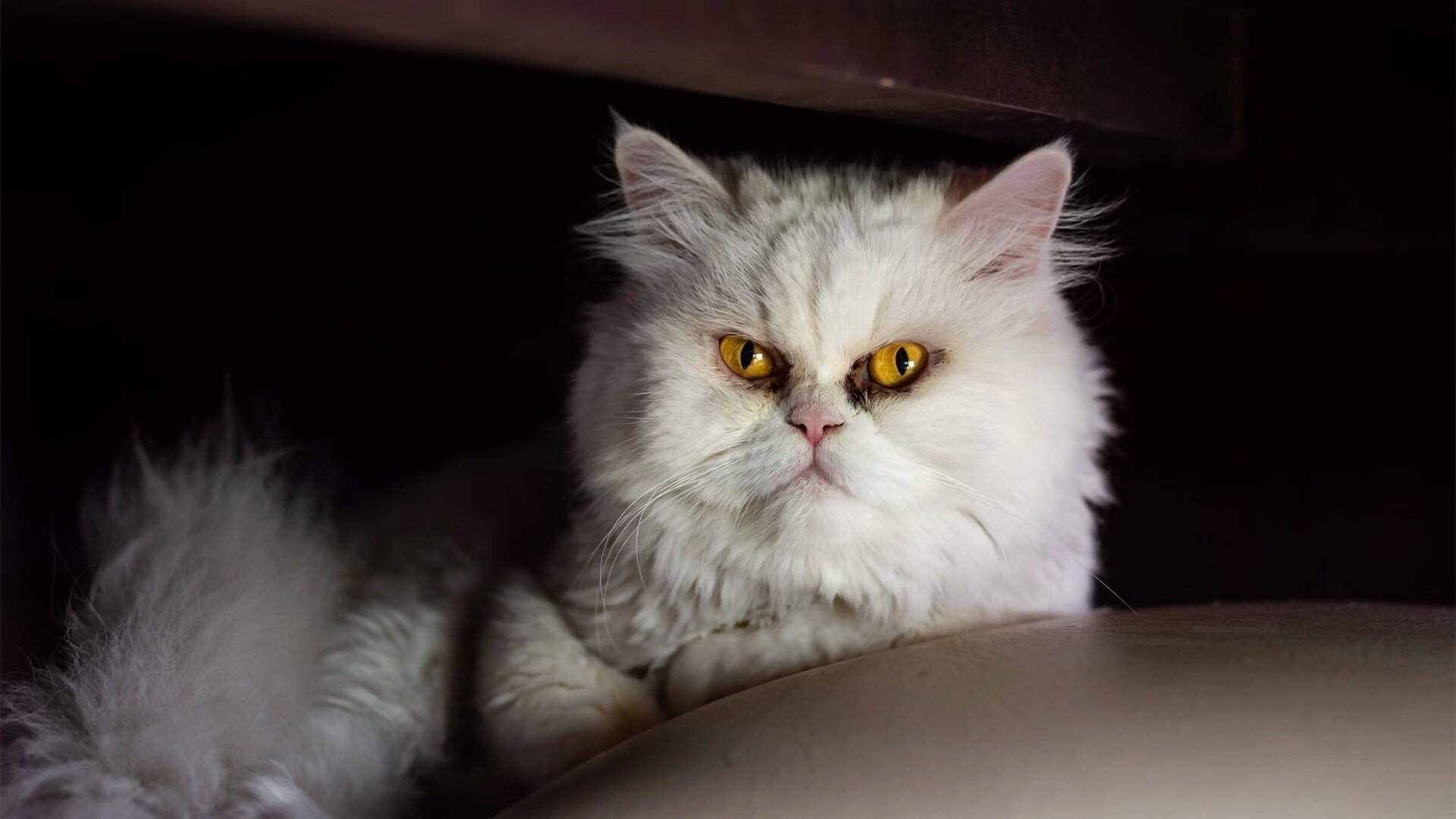 混沌与星辰，当冷门邂逅传奇