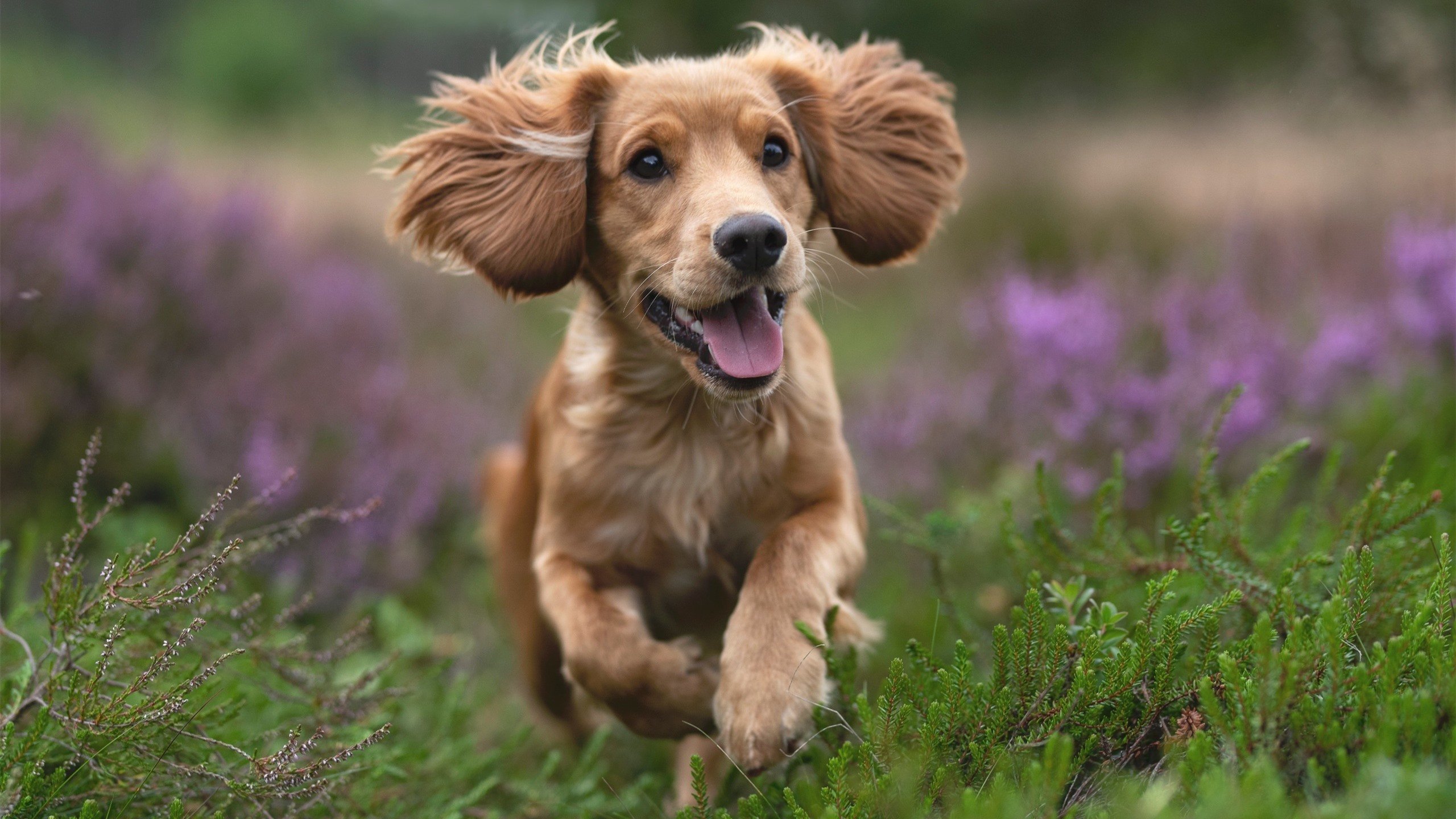 火焰与冰山，唯一主宰的两种形态