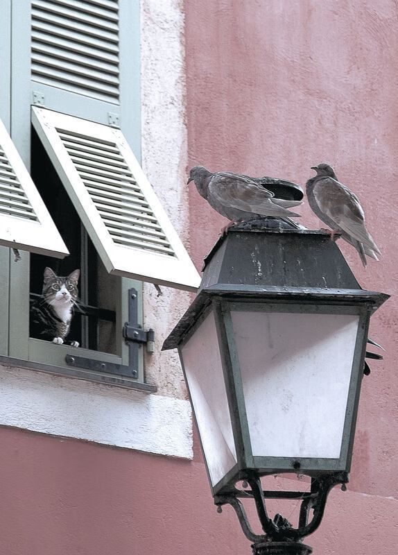 跨界制霸,吉林队惊艳表演赛力克独行侠,杜兰特冷血三分定江山