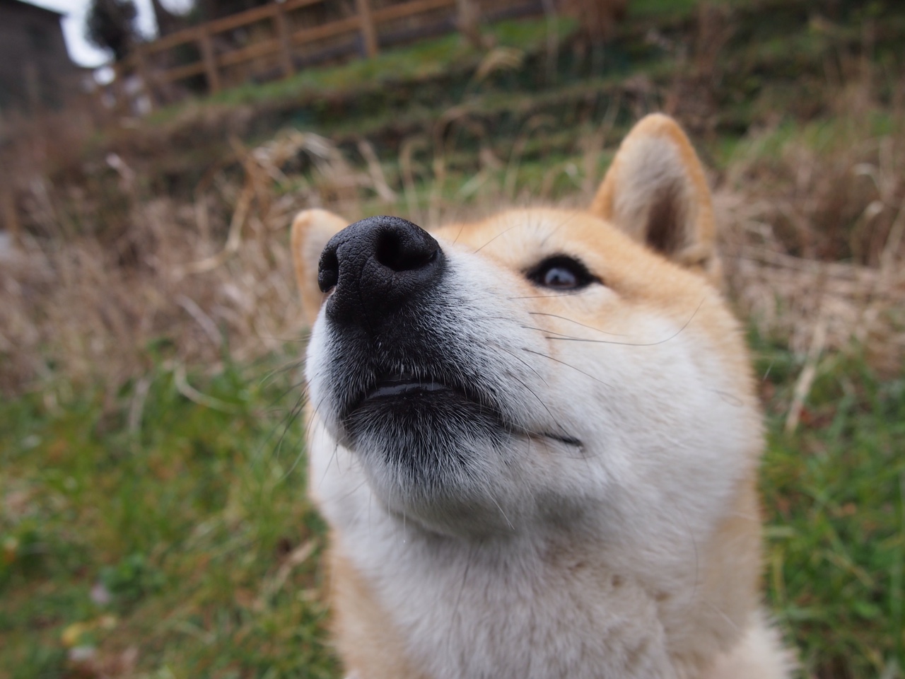 节拍器莱奥,多特蒙德的交响乐,始于他一人的指挥棒